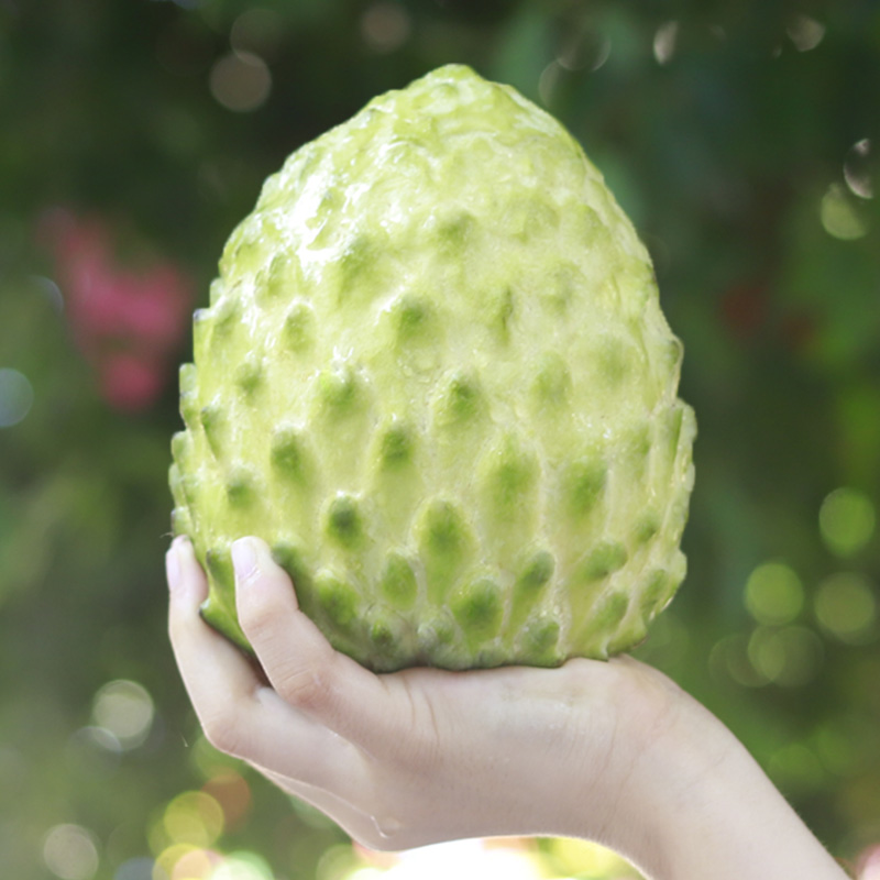 铂果旗舰店的优惠券大全—台湾牛奶释迦果新鲜水果带箱6斤包邮当季番