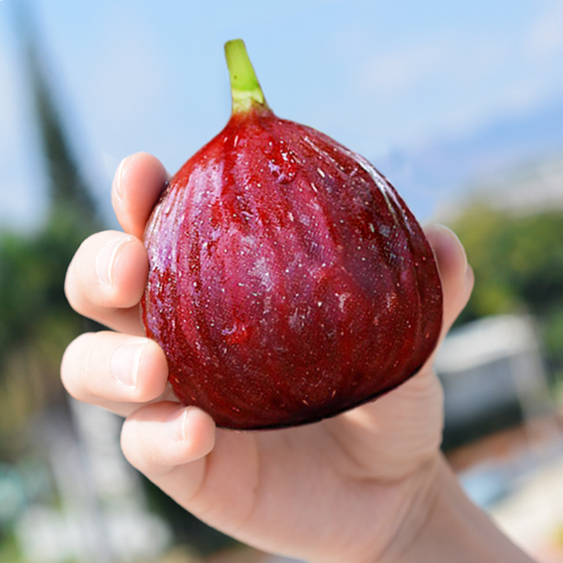 新鲜无花果鲜果