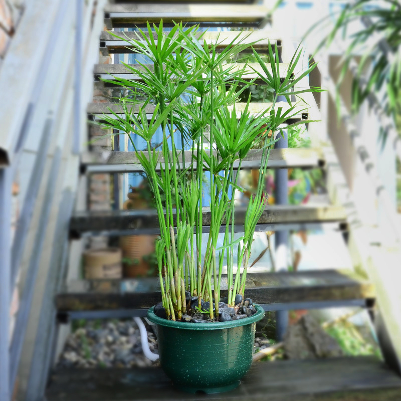 水竹绿植盆栽室内客厅水养植物水培鱼池池塘造景水生好养植物花卉