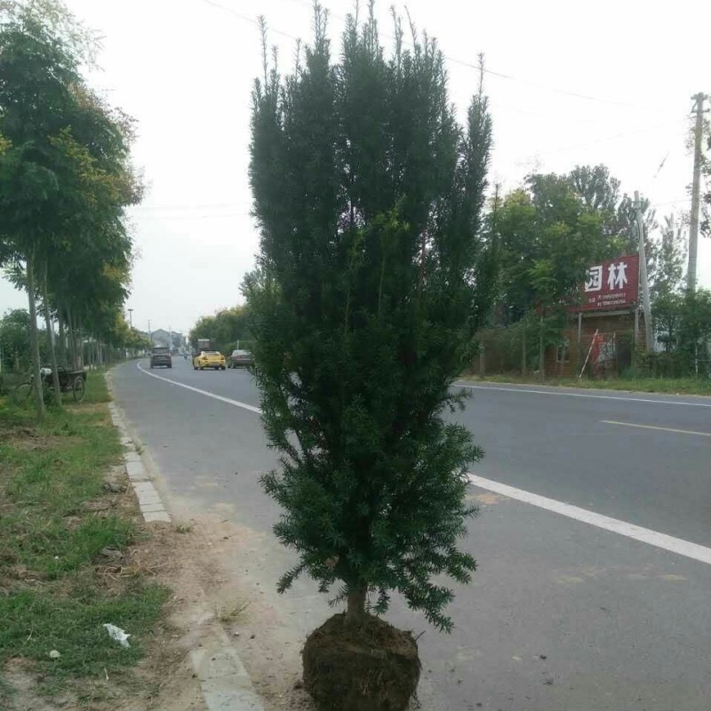 曼地亚红豆杉盆栽绿植盆景 红豆杉盆景看图选购 红豆杉树带果发货在类目 鲜花速递/花卉仿真/绿植园艺, 花卉/绿植盆栽(新), 绿植中 - 来自Buy2taobao.com提供专业的淘宝代购服务