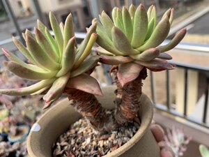 苹果叶仙女杯图片