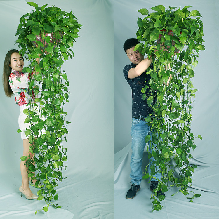 一折除甲醛盆栽 客厅_超大绿萝长藤款盆栽室内除甲醛水培垂吊植物吊兰