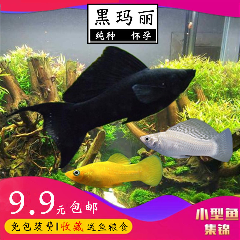 马黑玛丽纯种鱼怀孕母鱼金鱼黑色观赏鱼纯黑色能会生小鱼的鱼热带