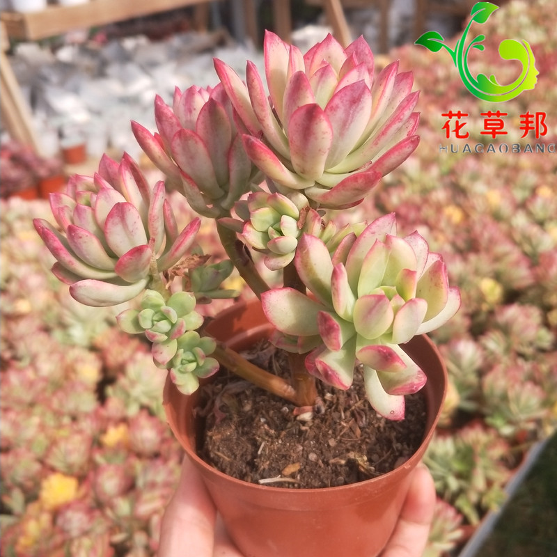 热销萌邦_小叮当锦 单棵包邮多肉植物群生老桩多头红稚莲锦盆景萌肉