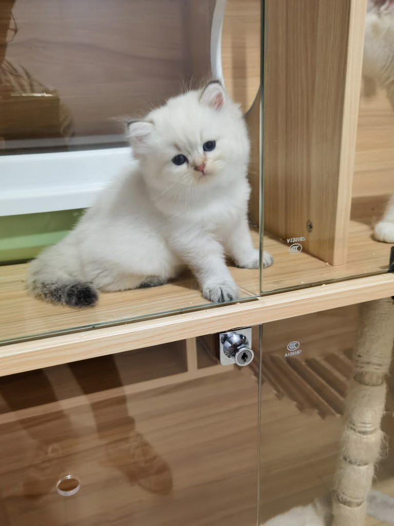 英短渐层金点猫咪领养