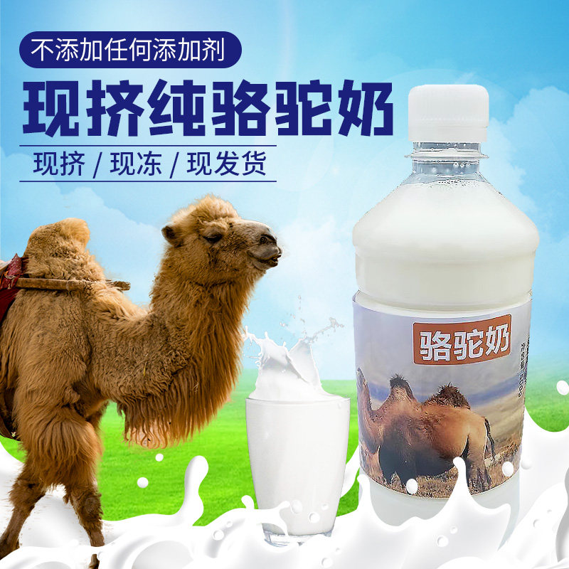 新鲜现挤骆驼奶纯奶鲜奶整箱1斤无糖驼奶正品新疆内蒙奶粉骆驼乳