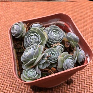 子持莲华多肉植物老桩包邮图片