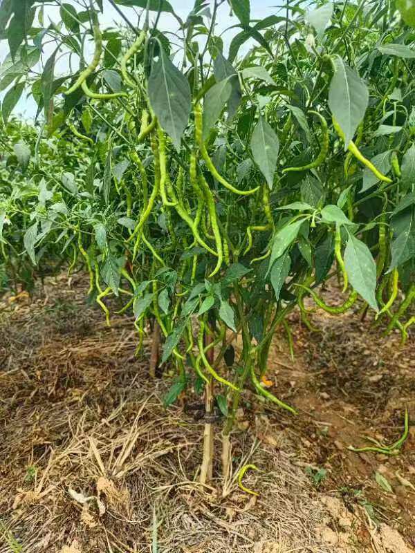 正宗衡东黄贡椒苗大颗湖南本地辣椒苗三樟特产辣椒第一季苗15颗