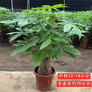 发财树盆栽招财室内客厅大型盆景绿植四季常青办公室桌摆花卉植物