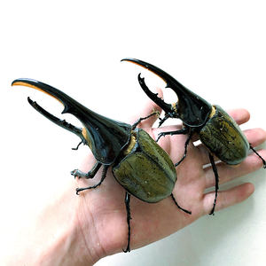 长戟大兜虫dhh海格力斯甲虫爬虫活体非独角仙另有战神亚克锹甲