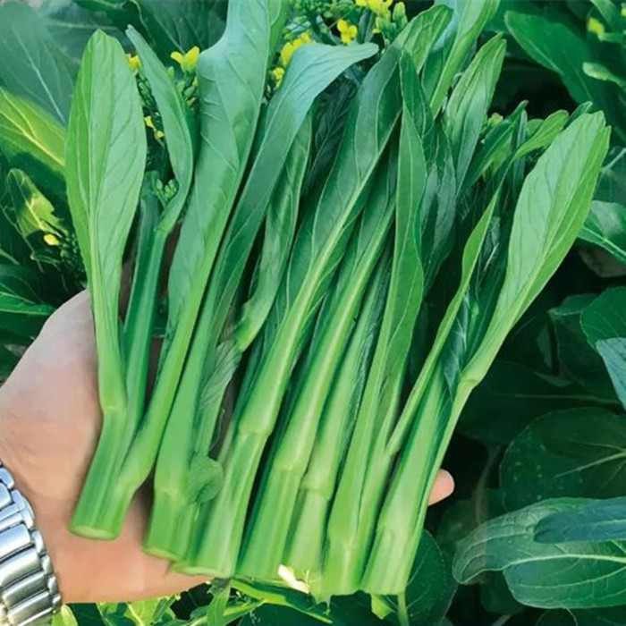 广东早熟尖叶菜心种子菜苔青菜种籽秋四季阳台盆栽蔬菜种孑苗秧