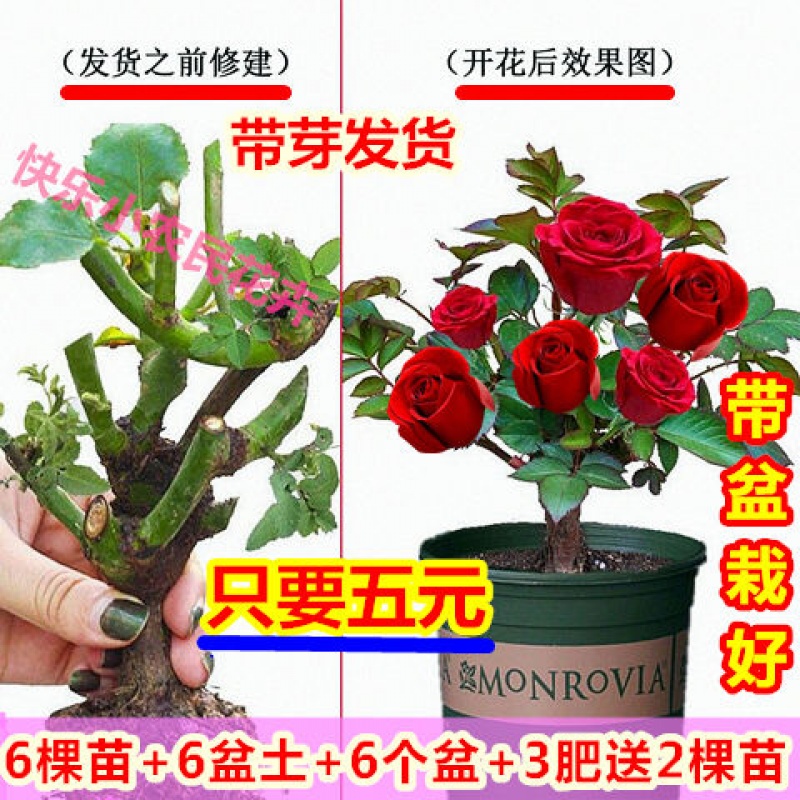 嫁接玫瑰花苗四季开花【4棵花苗+4盆玫瑰土+4盆】