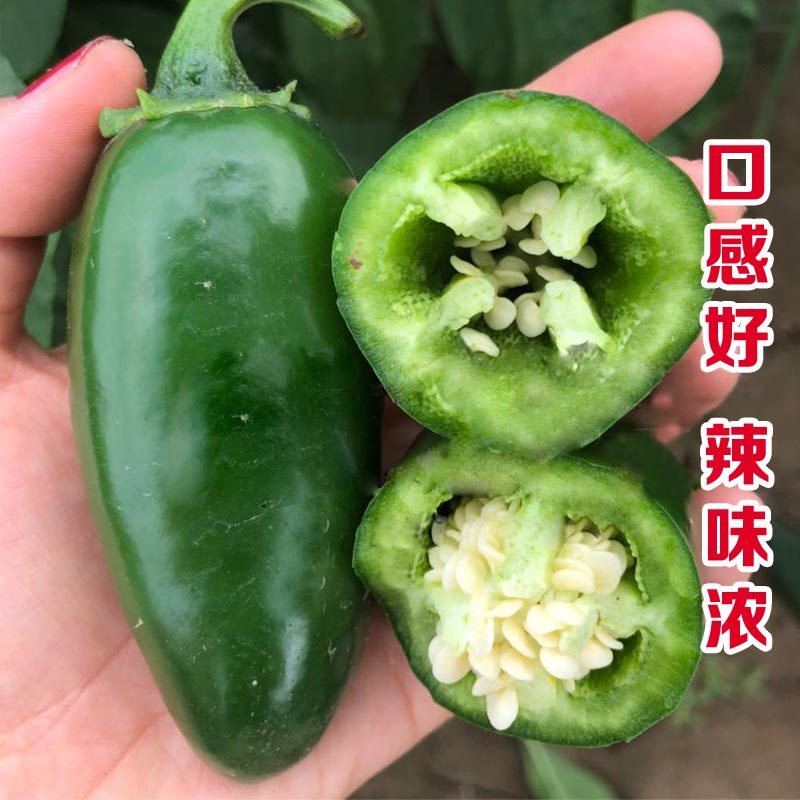 辣椒种子四季优惠券-搜券网