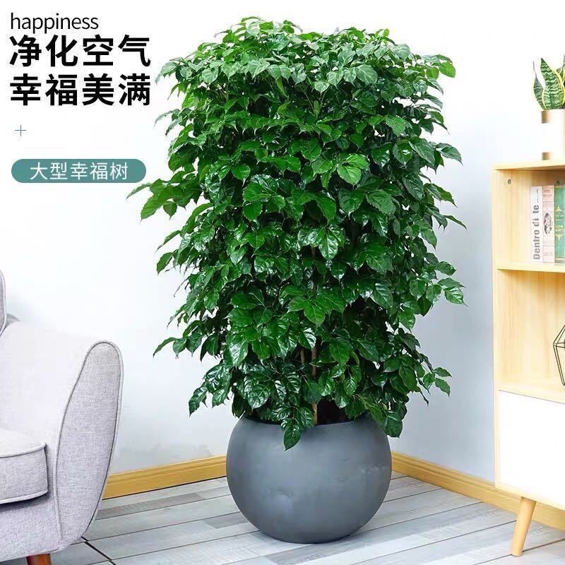幸福树盆栽植物室内大客厅树桩平安发财大型盆景花卉绿植开业送礼