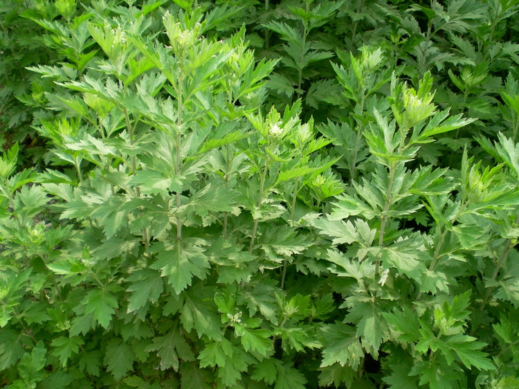 食用艾草艾叶茶