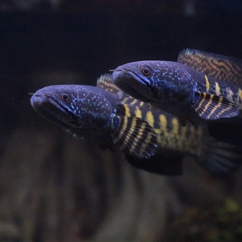 黄金眼镜蛇雷龙七彩巧克力奶茶小型雷龙幻彩蓝宝石进口淡水观赏鱼