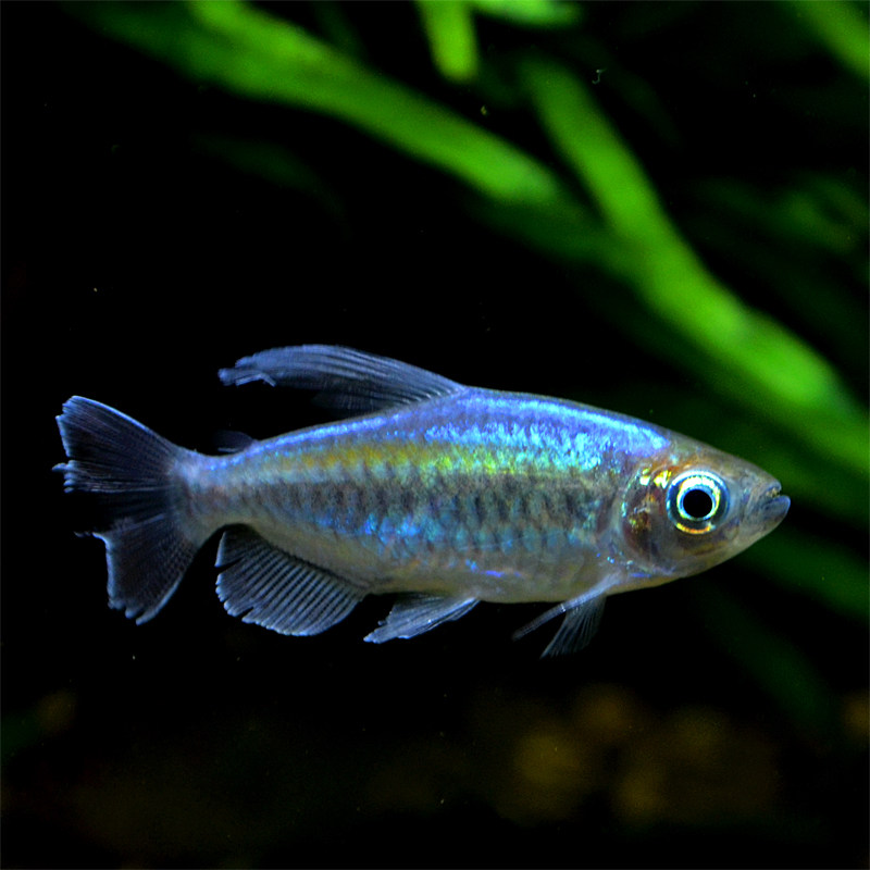 刚果美人活体加拉辛非洲灯鱼南美缸