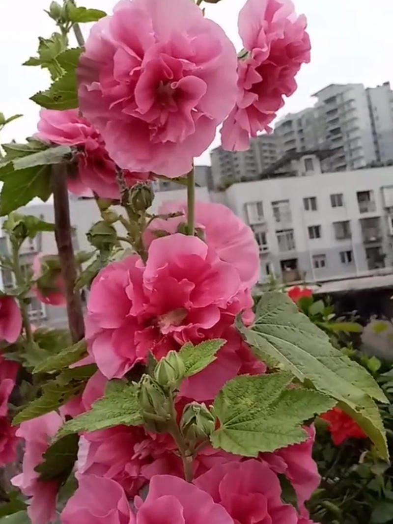 重瓣蜀葵花种子盆栽花苗一丈红易活易种室外阳台春天播种的花种