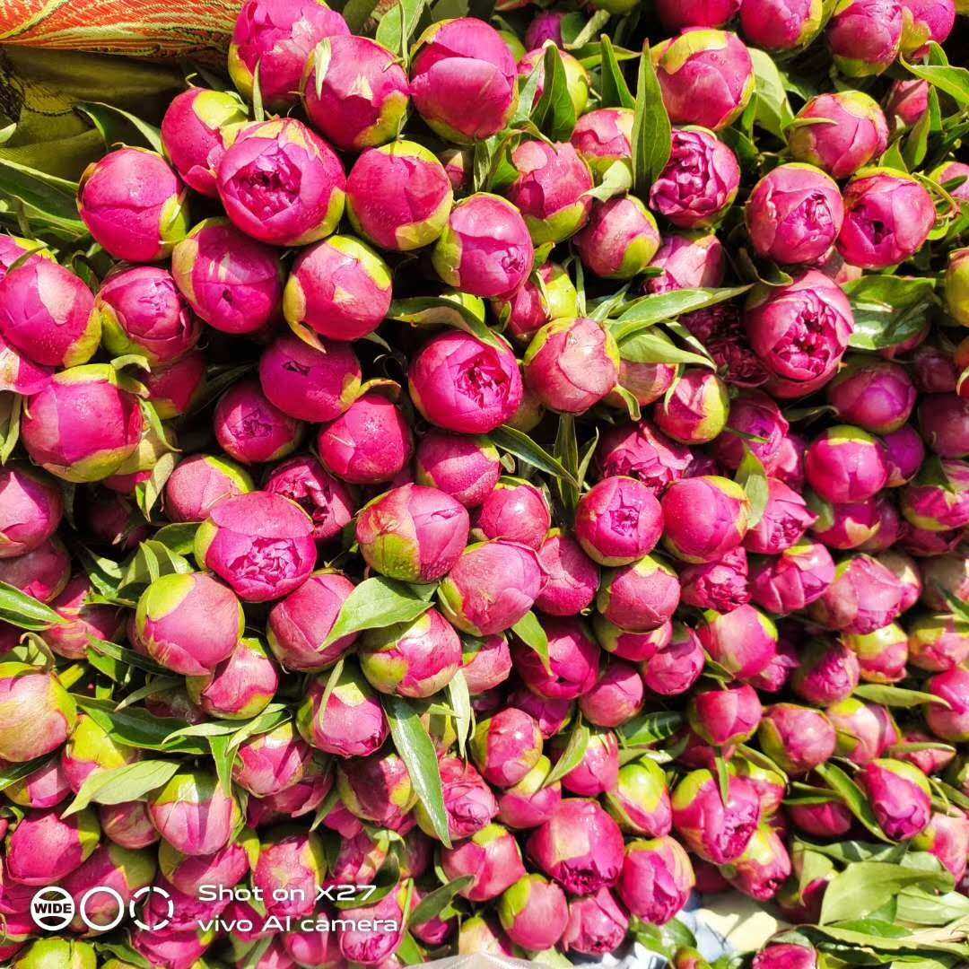 菏泽牡丹基地直发重瓣芍药鲜切花花束家用办公室水养插花直批直供