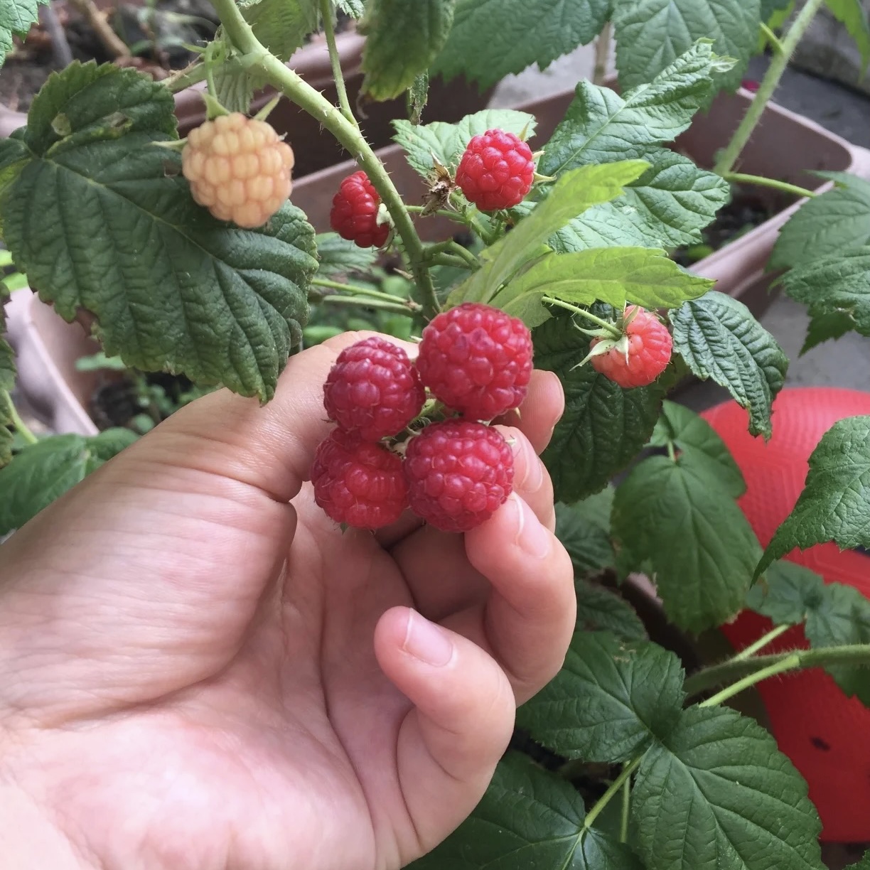 进口树莓苗覆盆子果树盆栽地栽南北方种植当年结果多年生