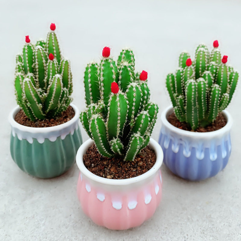 多肉植物仙人掌室内盆栽阳台花草