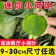 【高端餐厅指定小荷叶】成都新鲜现摘荷叶定制迷你小荷叶9-30cm