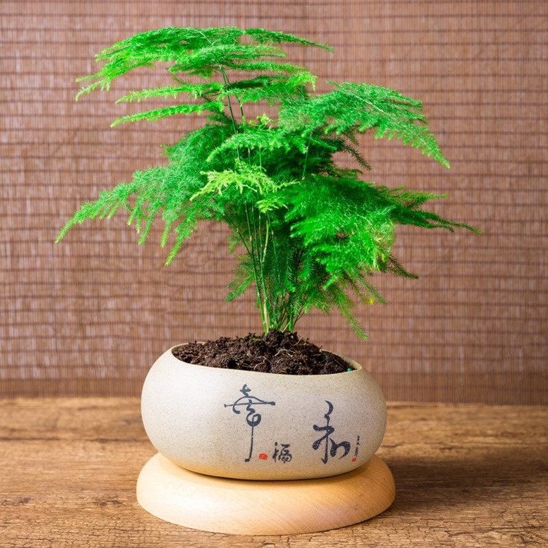 省1元 [只限]迷你云竹植物盆栽好养四季常青小盆景办公假山桌面造景
