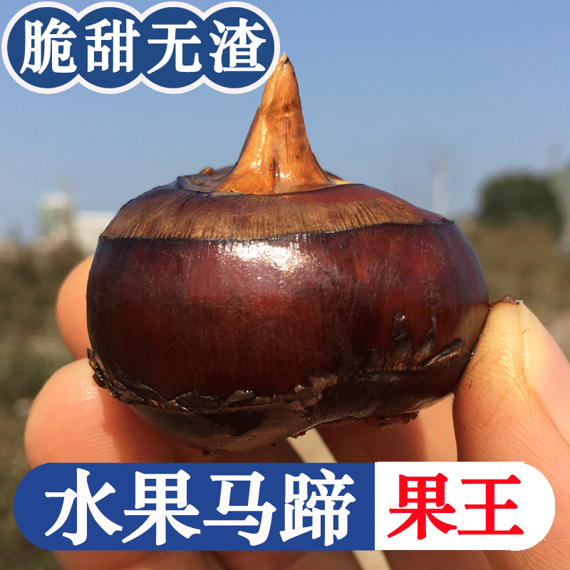 Orthodox school Guangxi Guilin Li Riverside Horse's hoof fresh Water chestnuts Big Li Pears Farm fruit Vegetablesin the Aquatic meat/Fresh fruits and vegetables/Cooked , Fresh vegetables/Vegetable products , Fresh vegetables , Water chestnuts/Horse's hoof category - from Buy2taobao.com to provide professional Taobao agent buy service