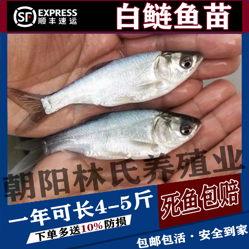 白鲢鱼苗花鲢鱼30cm淡水养殖半斤