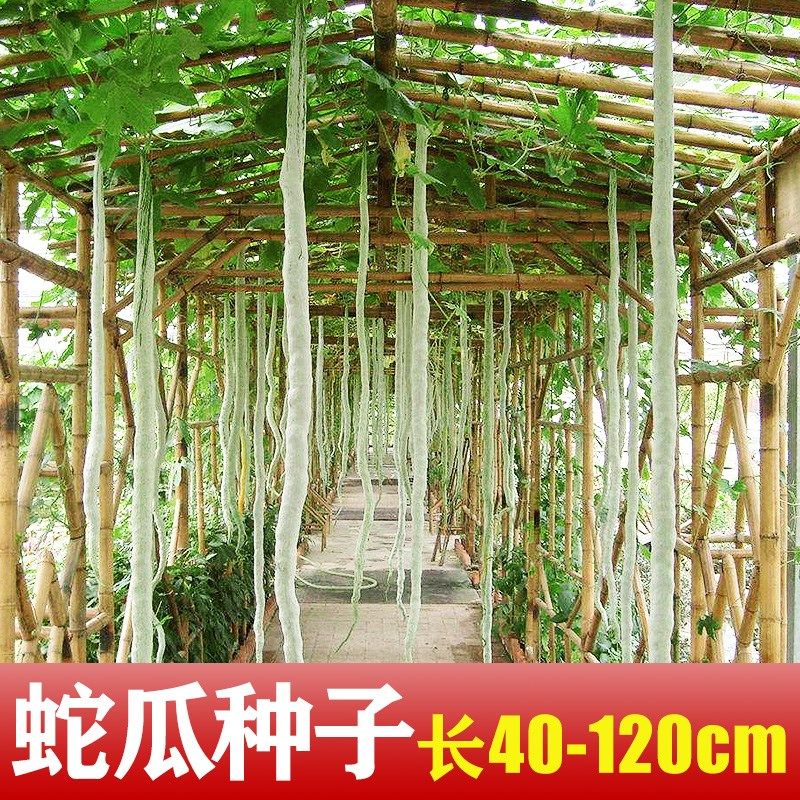 蛇瓜种籽秧苗四季蔬菜特大超长巨型丝瓜特长家庭园艺种子