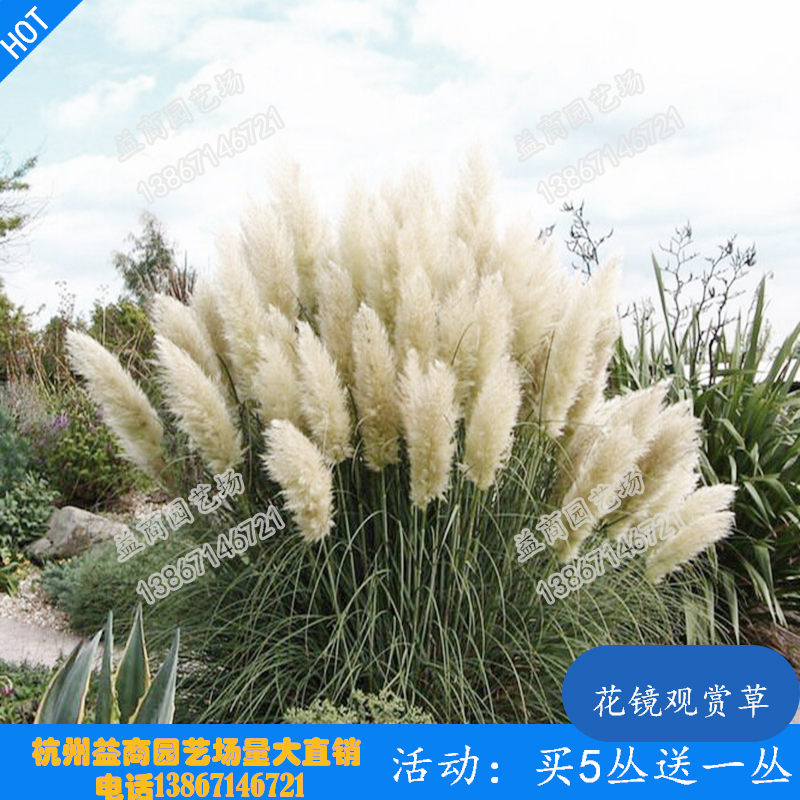 观赏草矮蒲苇花叶蒲苇耐旱耐寒耐热喜光庭院花镜花园植物
