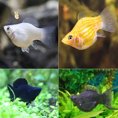 以下所有黑皮球鱼淘宝优惠券产品由优惠券领取网站可买得为您提供