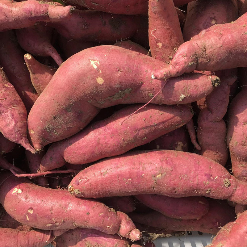 包邮 板栗红薯番薯新鲜农家自种板粟红署黄心地瓜河南甜蕃薯西瓜红