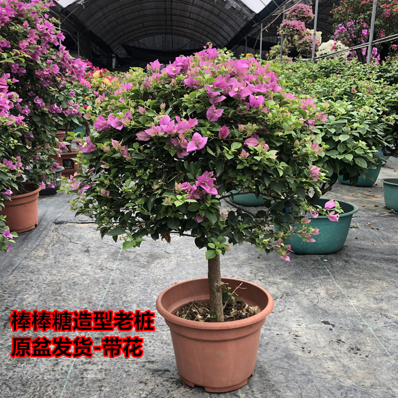 三角梅盆栽带花发货棒棒糖老桩四季开花绿植阳台庭院耐热好养花卉