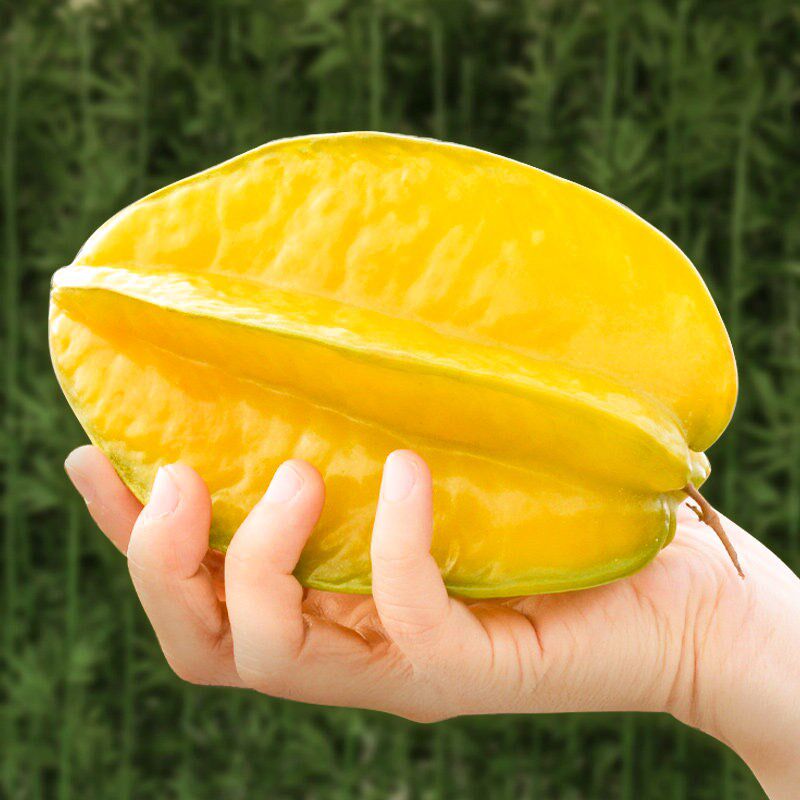 福建漳州下河甜杨桃3斤大果爆甜当季新鲜现摘孕妇水果阳洋桃包邮5