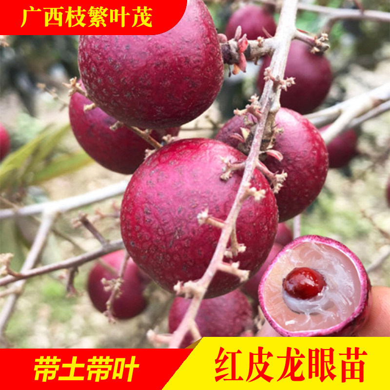 红皮龙眼苗