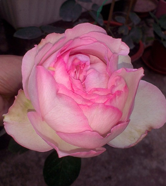 特价伊芙月季