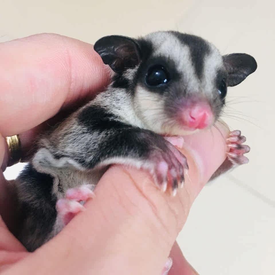 分类:飞鼠澳洲蜜袋鼯宝宝蜜袋鼬活体宠物蜜袋鼠异宠小飞鼠幼崽检疫