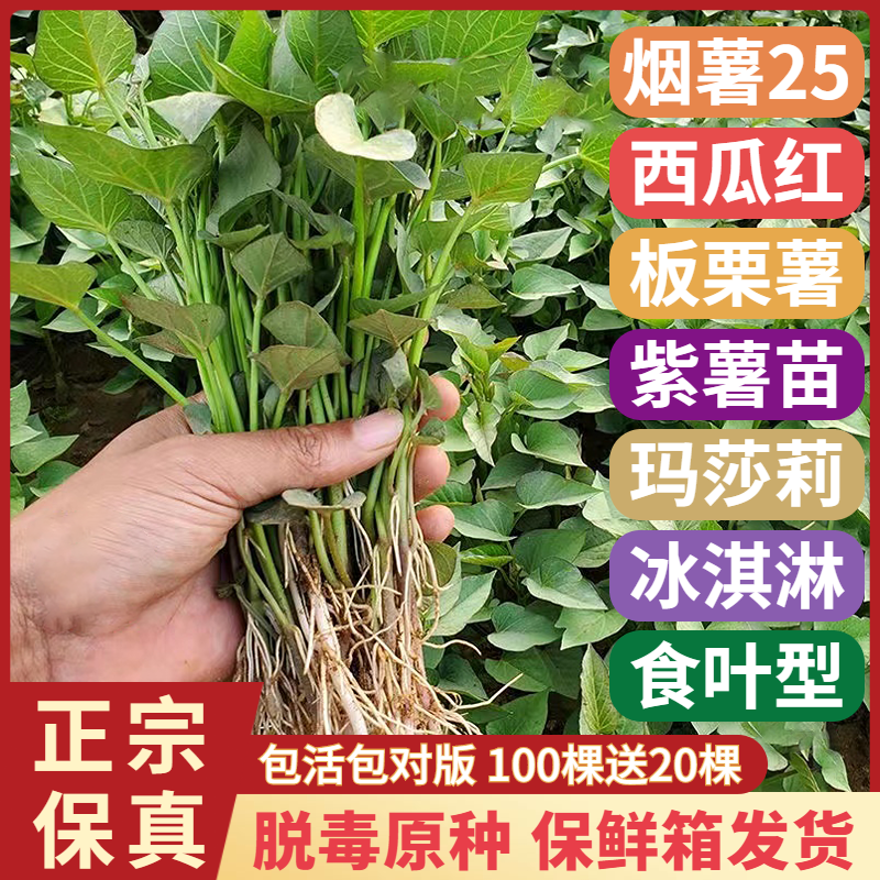 红薯苗秧地瓜苗烟薯25号苗西瓜红蜜薯紫薯苗食叶冰淇淋板栗红薯苗