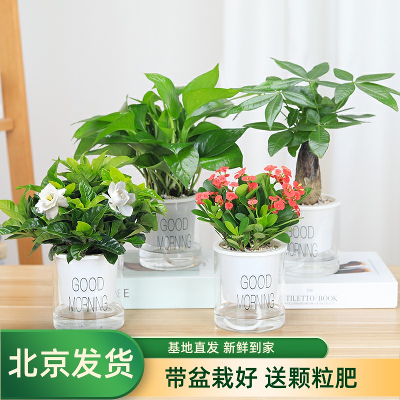 发财树栀子花室内好养绿植小盆栽花卉绿萝水培富贵竹多肉植物芦荟