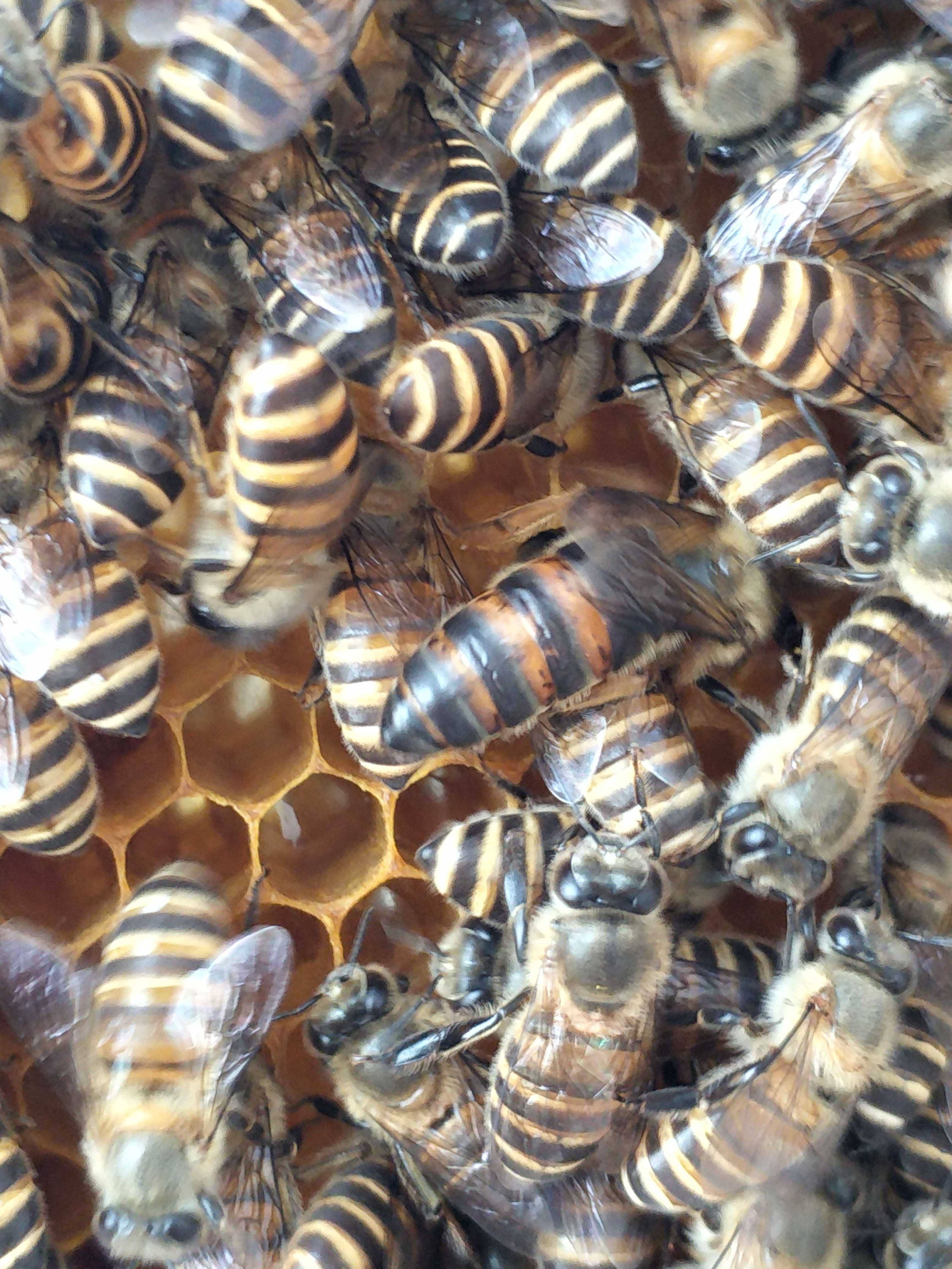 良种蜜蜂王我要买中蜂天柱优质种中蜂王土蜂.蜂王2019处女王仓王