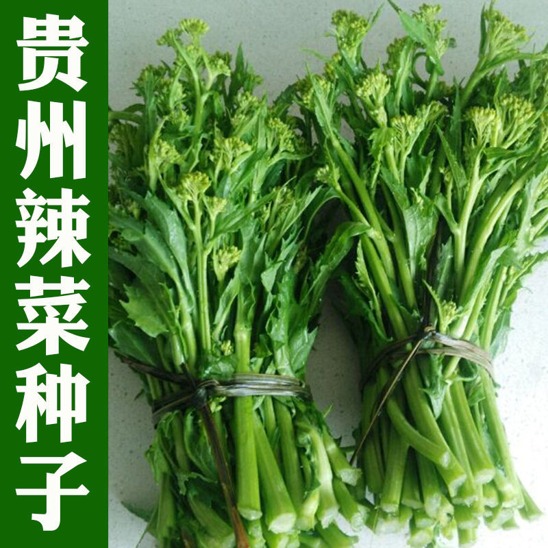 贵州辣菜种籽四川冲菜种子芥菜苔菜心下饭菜春夏秋冬四季蔬菜种子