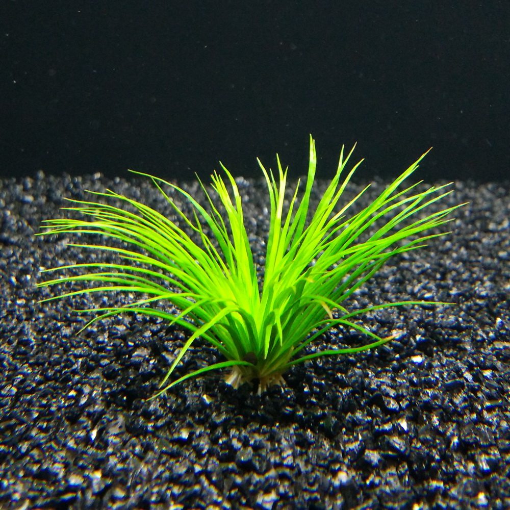 [千草堂水族-水草]茨城谷精/古精/中成株/完全水中叶/中景草