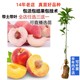 鹰嘴桃子树新品种南方北方早熟晚熟甜脆台农3号7号水蜜桃树苗嫁接