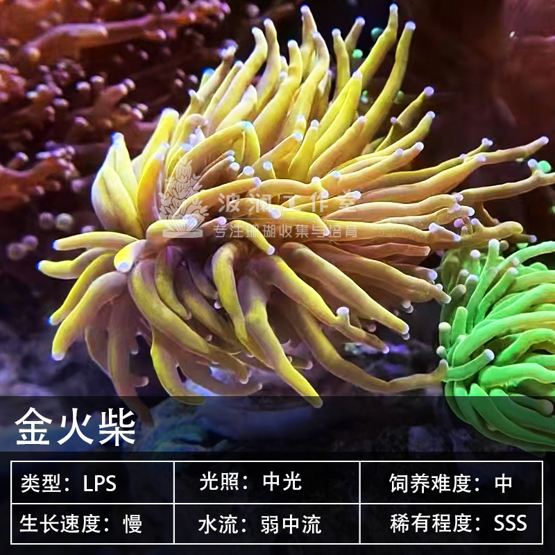 兴国海洋农场火柴头黄金黑点人工繁殖软体海珊瑚月销9件06 3683.静