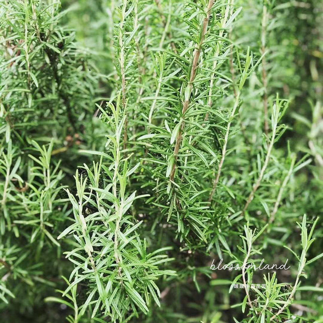 暖暖半岛 迷迭香 文艺绿植西餐天然香料配菜无公害桌面阳台盆栽