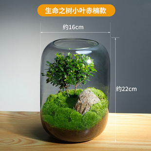 品摆件瓶微室内装饰创意绿植盆景桌面玻璃景观生态好养植物苔藓新