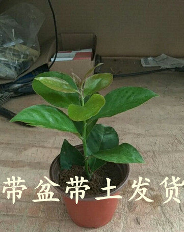 叶仙嫁接蟹爪兰大额优惠券