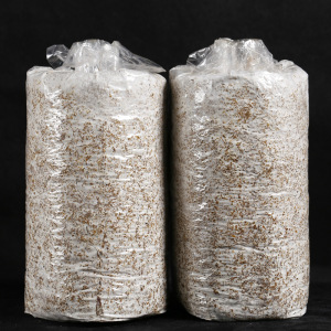 杏鲍菇菌包家庭种植食用蘑菇菌包菌种平菇菌棒室内香菇养种食用菌