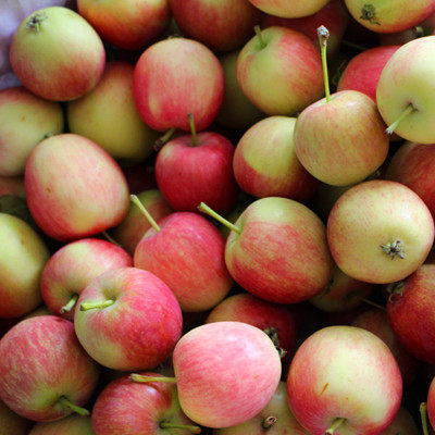 东北长白山特产农家沙果 海棠果k9开九123小苹果 2500g 5斤装包邮